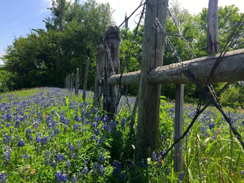 Weatherford Bluebonnets by 365projectorgkaty2