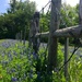 Weatherford Bluebonnets by 365projectorgkaty2