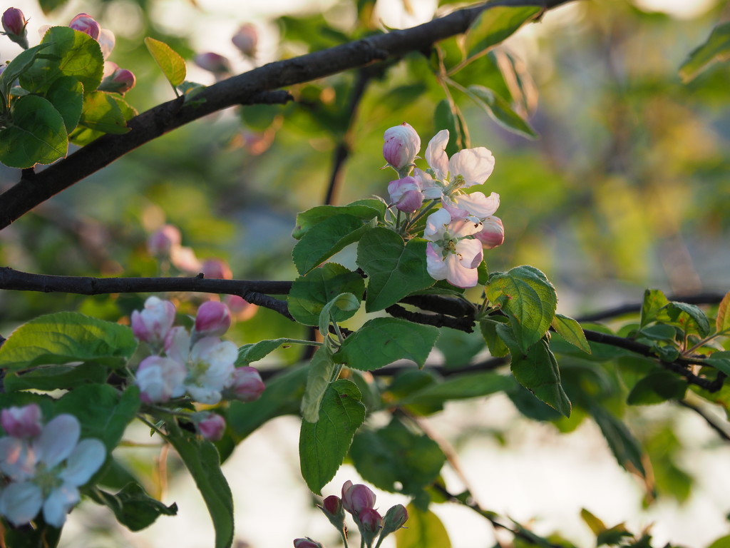 Apple Blossoms by selkie