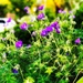 Purple Flowers by yogiw