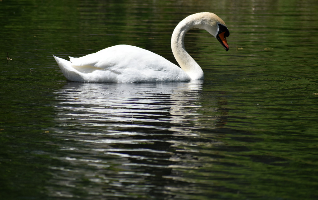 Serene Swan Saturday by alophoto