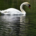 Serene Swan Saturday by alophoto