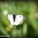 Small white butterfly by rosiekind