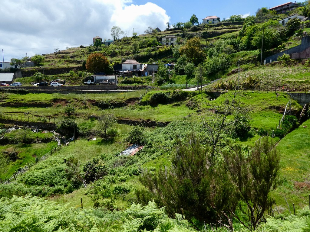 Rural Madeira by orchid99