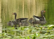 22nd May 2018 - Graylag Goose Family 