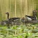 Graylag Goose Family  by susiemc