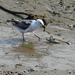 Seagull Found Something Fishy lying Around by bizziebeeme