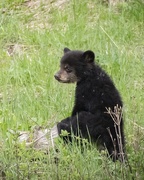 19th May 2018 - Black Bear Cub in Yellowstone (YNP)