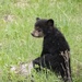 Black Bear Cub in Yellowstone (YNP) by dridsdale