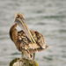 Pelican Grooming  by jgpittenger