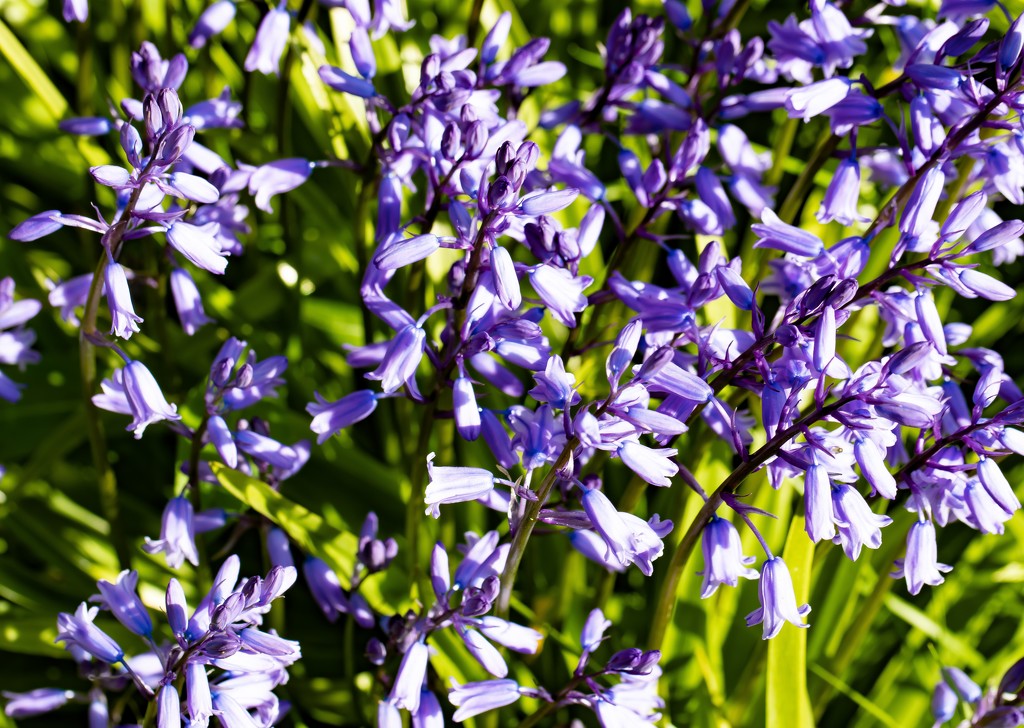 Bluebells by lifeat60degrees