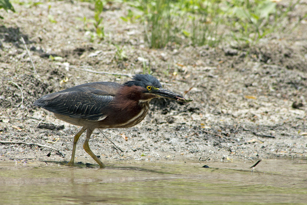 Green Heron with Grasshopper by gaylewood