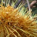 Banksia past its prime by robz