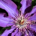 May 23: Clematis by daisymiller