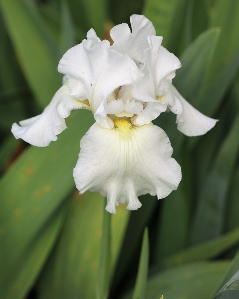 May 25: White Iris by daisymiller