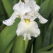 May 25: White Iris by daisymiller