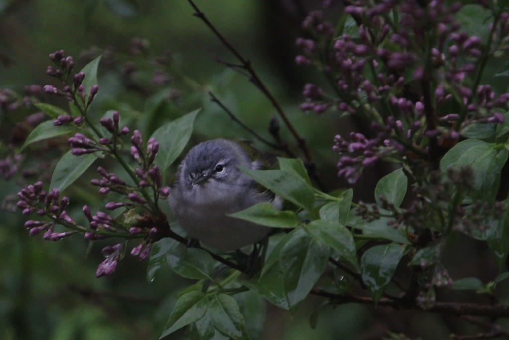 Solitary Vireo On Lilacs by bjchipman