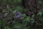 11th May 2018 - Solitary Vireo On Lilacs