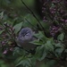Solitary Vireo On Lilacs by bjchipman