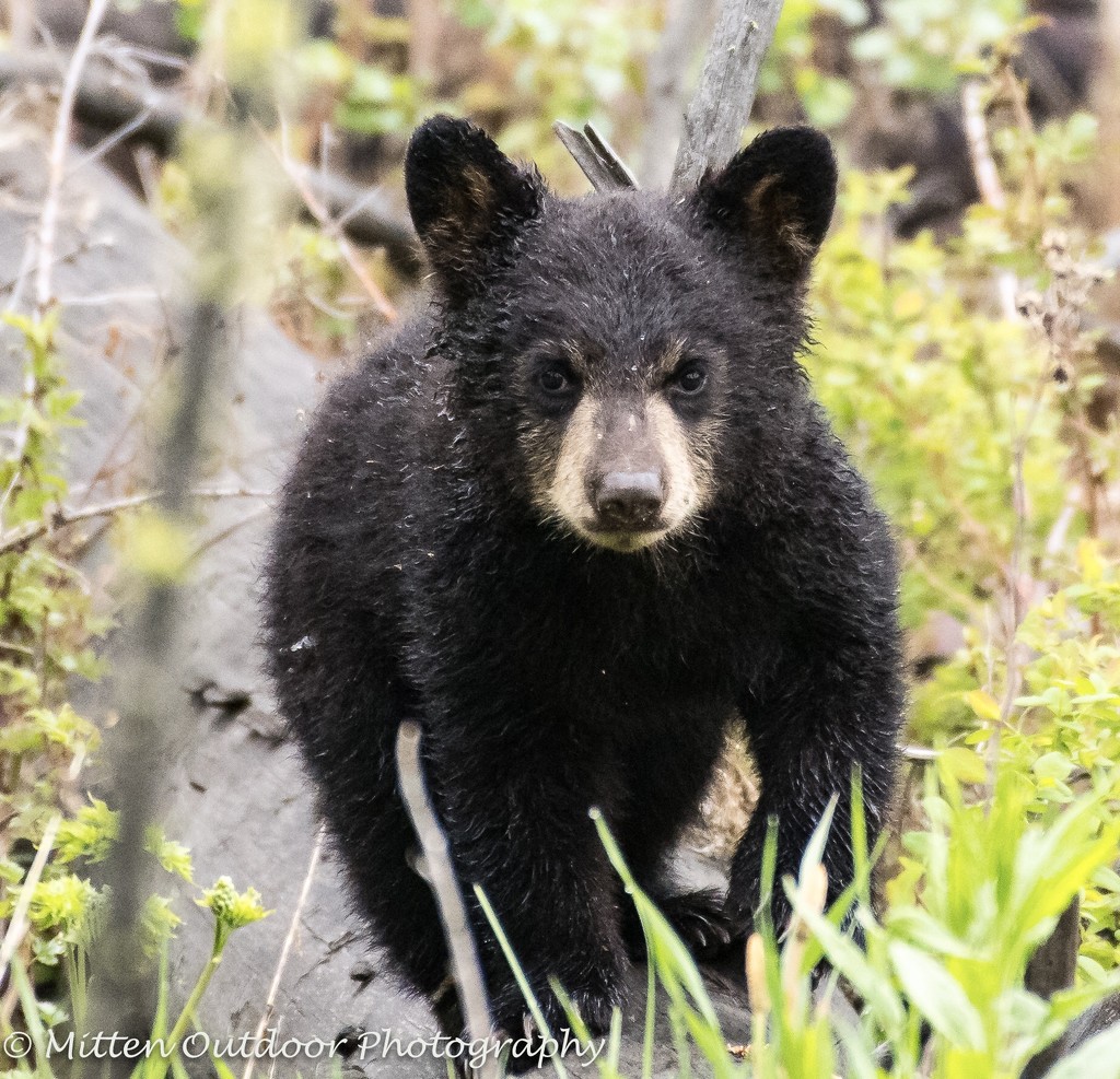Black Bear Cub #2 by dridsdale