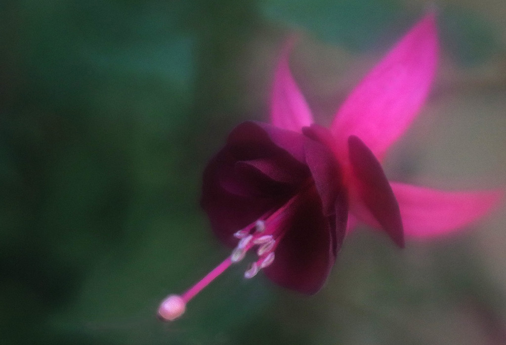 Fuchsia Flower by pdulis