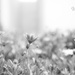 daisy field by ulla