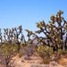 Joshua Trees by blueberry1222