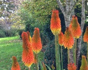 27th May 2018 - Red hot pokers