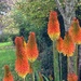 Red hot pokers by happypat