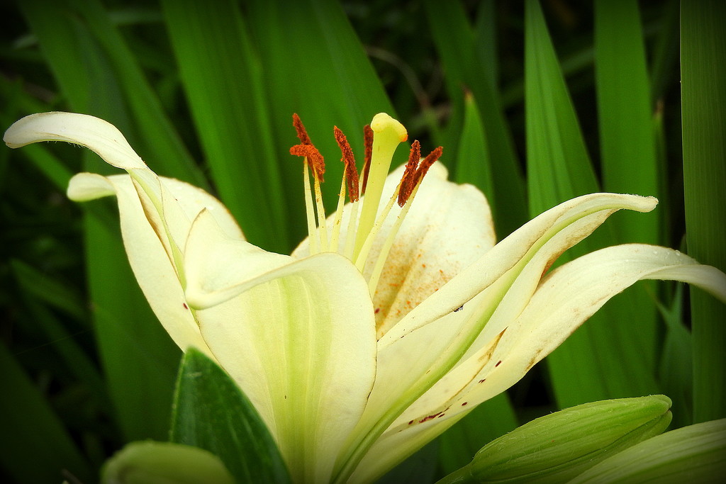 Beautiful Lily by homeschoolmom