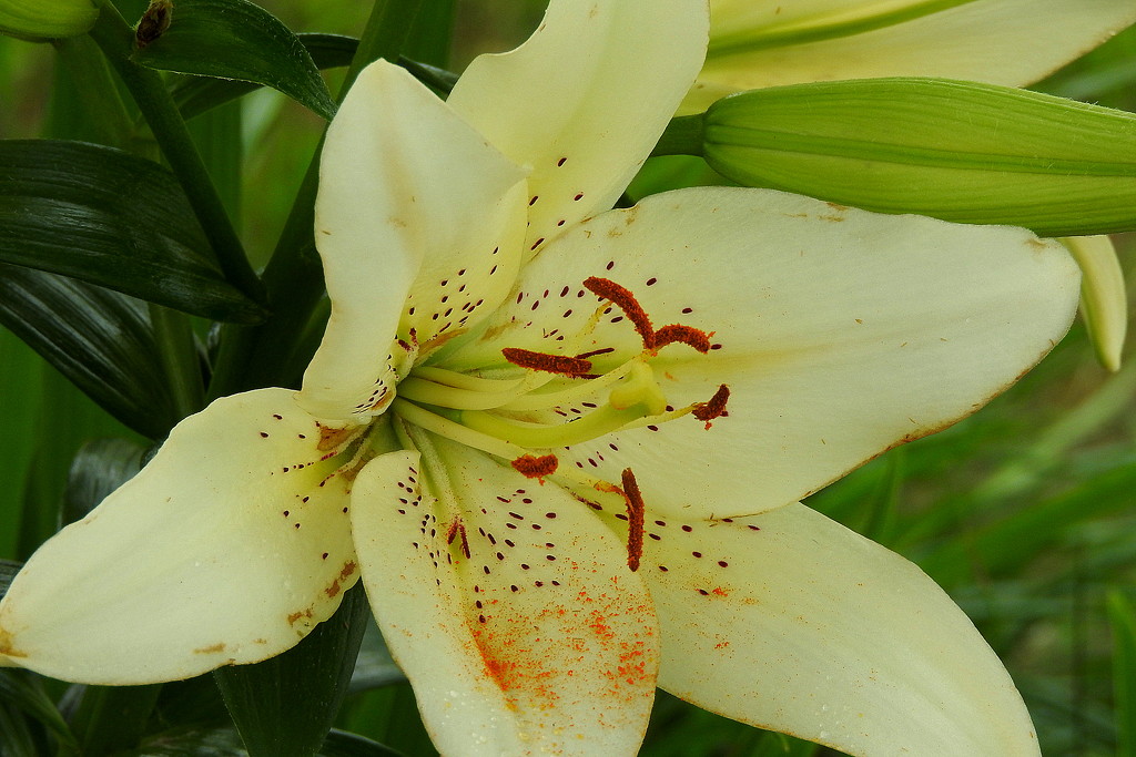 Lily in bloom by homeschoolmom