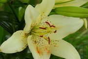 26th May 2018 - Lily in bloom