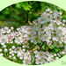 May Blossom by carolmw