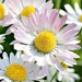 Lawn Daisies. by wendyfrost