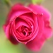 Pink Rose by cookingkaren