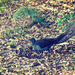 bushwalk1 - lyrebird by annied