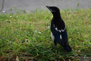 27th May 2018 - Young Magpie