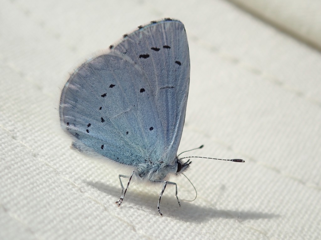 The Blue Butterfly and its Shadow by bizziebeeme