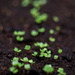 Rucola sprouting by atchoo