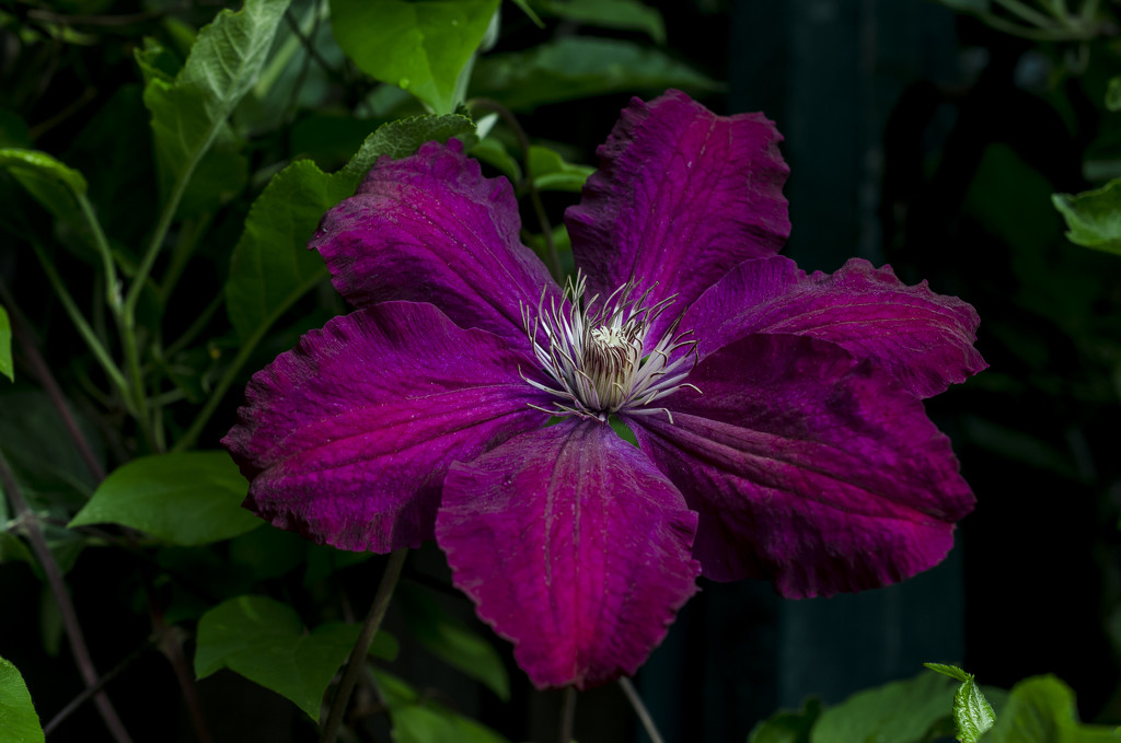 Clematis. by tonygig