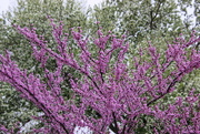 12th May 2018 - Red Bud Tree