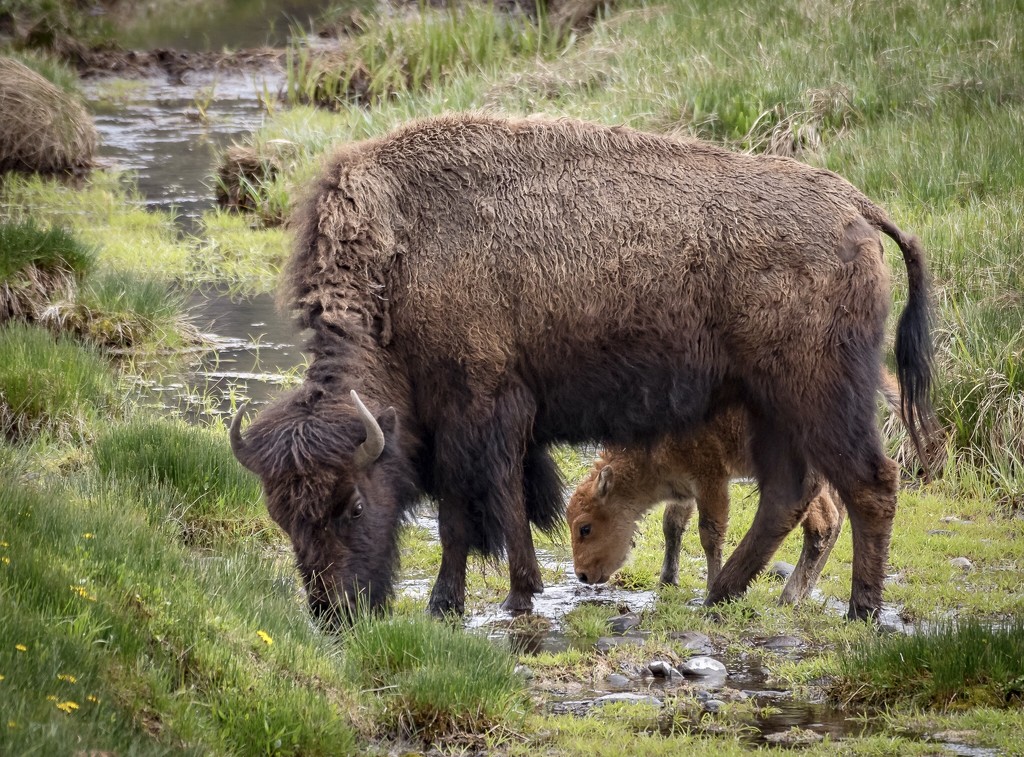 Momma bison and her calf  by dridsdale
