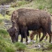 Momma bison and her calf  by dridsdale