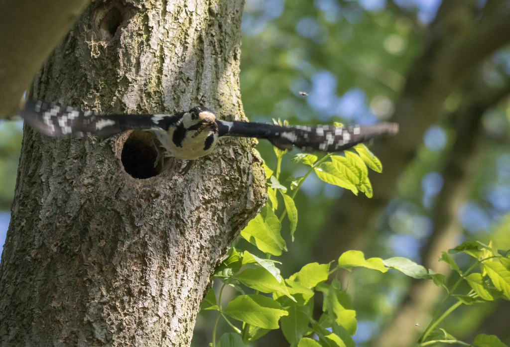 Woodpecker by shepherdmanswife