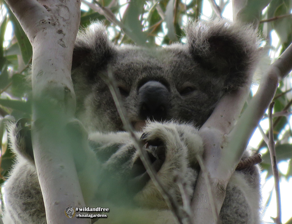 I'm back by koalagardens