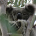 I'm back by koalagardens
