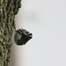 Black and White Warbler by bjchipman