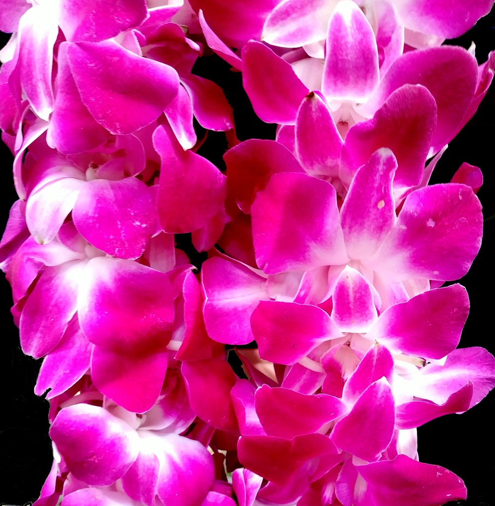 Orchids by stownsend