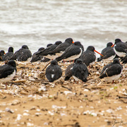 28th May 2018 - Oyster Catchers