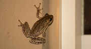 26th May 2018 - Froggy on My Wall!